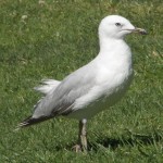 silver_gull_2